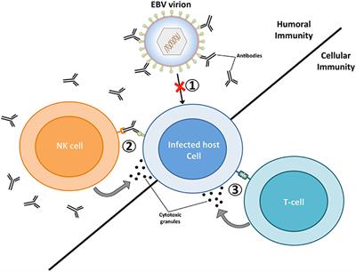 Progress in EBV Vaccines